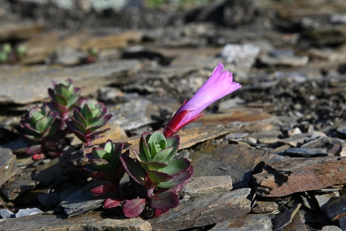 alt-以大山為名：南湖柳葉菜的生態密碼-1