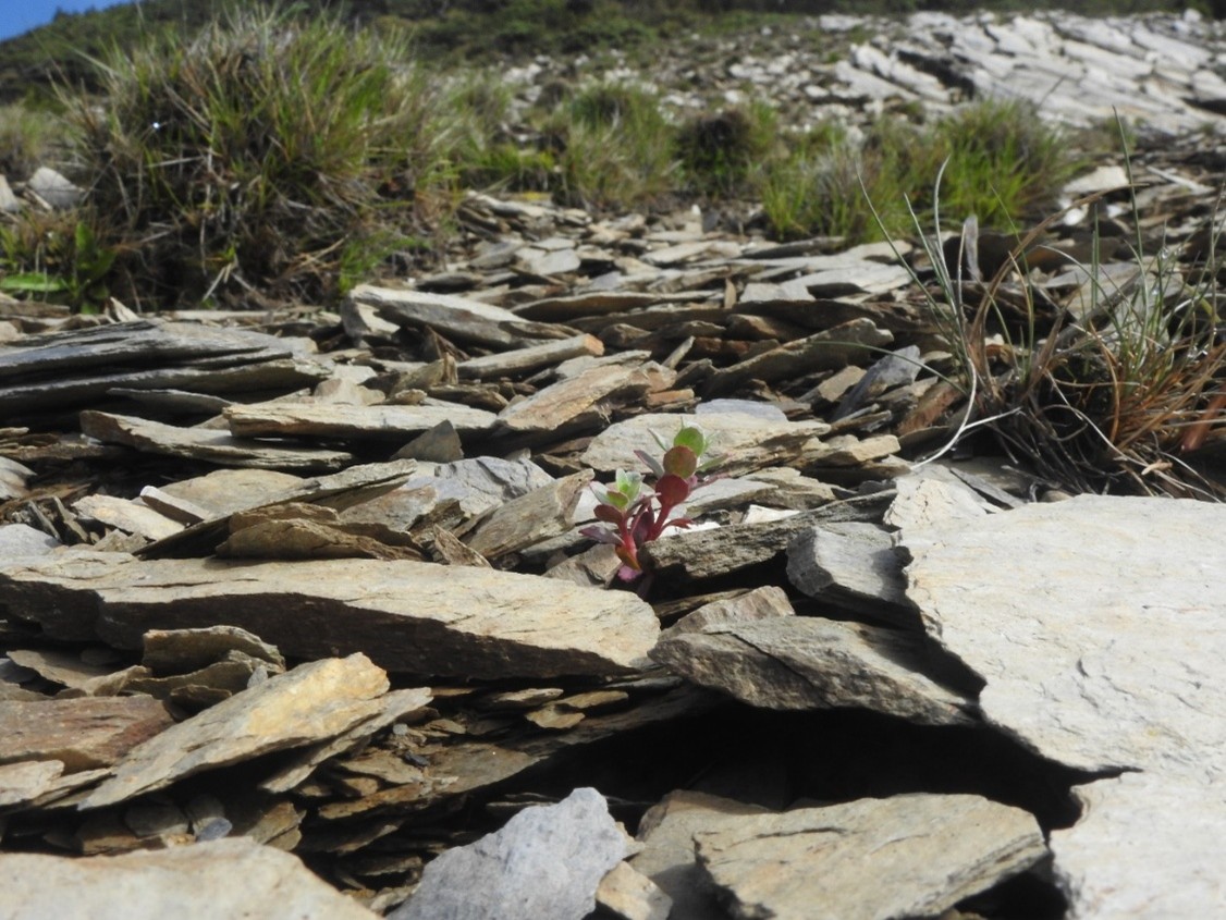 alt-以大山為名：南湖柳葉菜的生態密碼-2