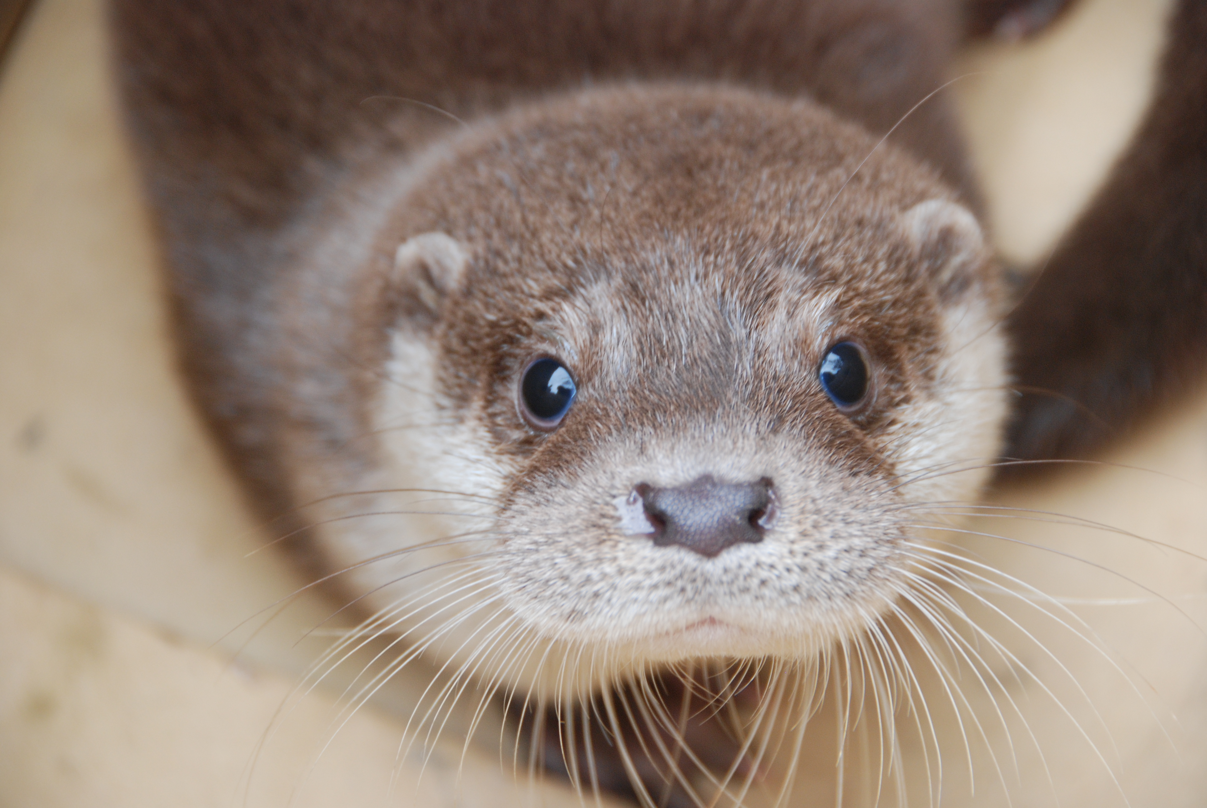 alt-可愛動物篇：一起來認識金門萌主「歐亞水獺」-1