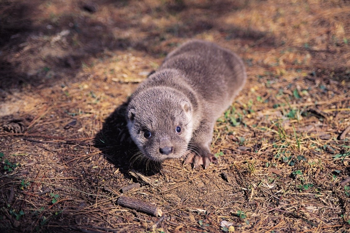 歐亞水獺在野外的壽命約為4-5歲。不過根據調查，金門已有個體超過11歲。 (金管處提供)