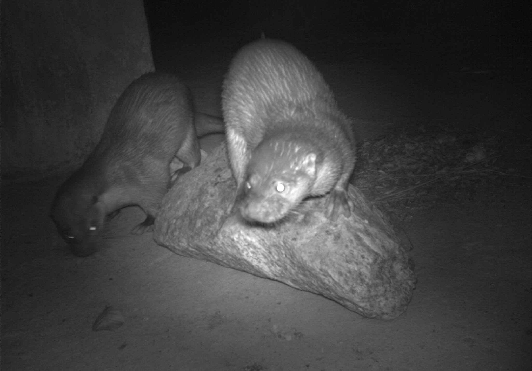 金管處於慈湖設有紅外線自動相機監測歐亞水獺，本圖為相機擷取的監測照片。 (金管處提供)