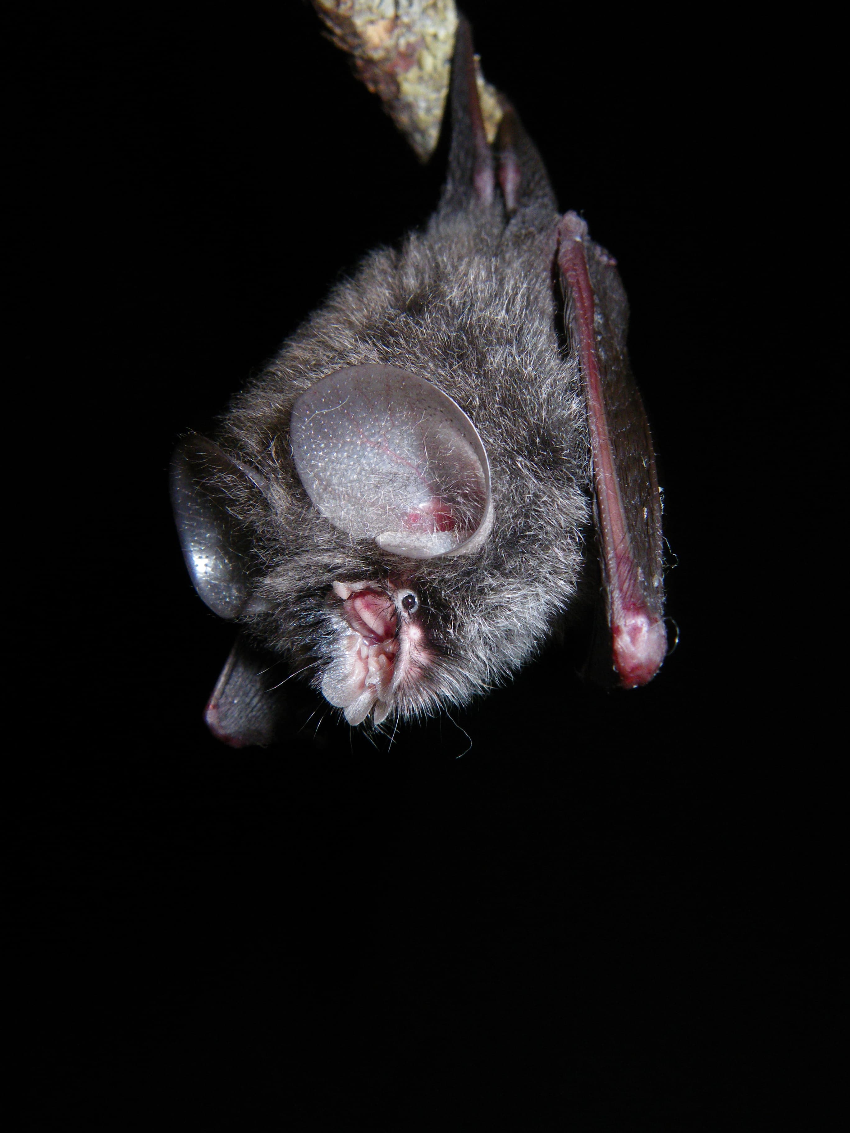 雪霸蝙蝠調查成果豐碩