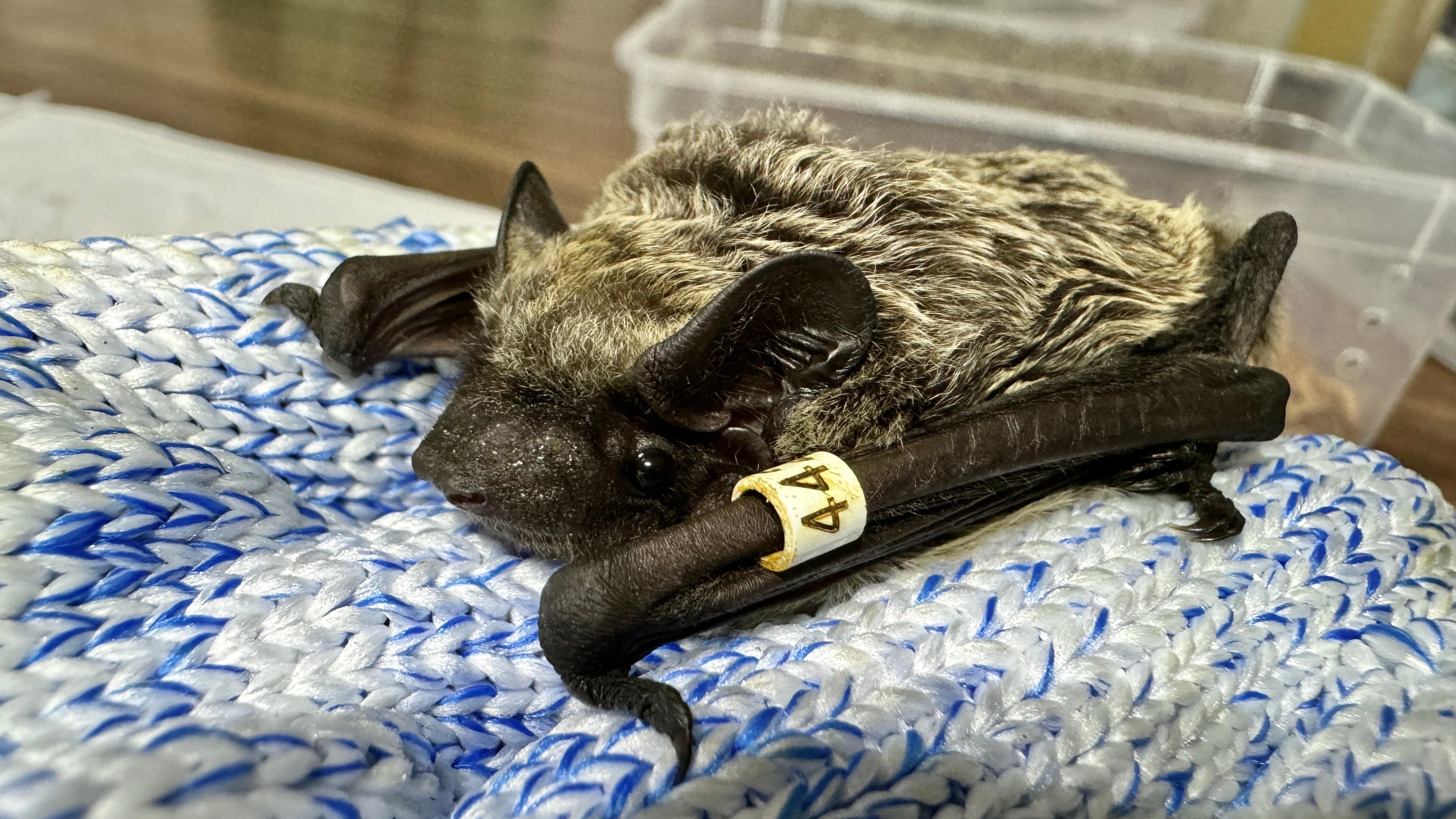 alt-雪霸蝙蝠調查成果豐碩-霜毛蝠再現觀霧、國內首次記錄保育類臺灣無尾葉鼻蝠利用蝙蝠屋-2