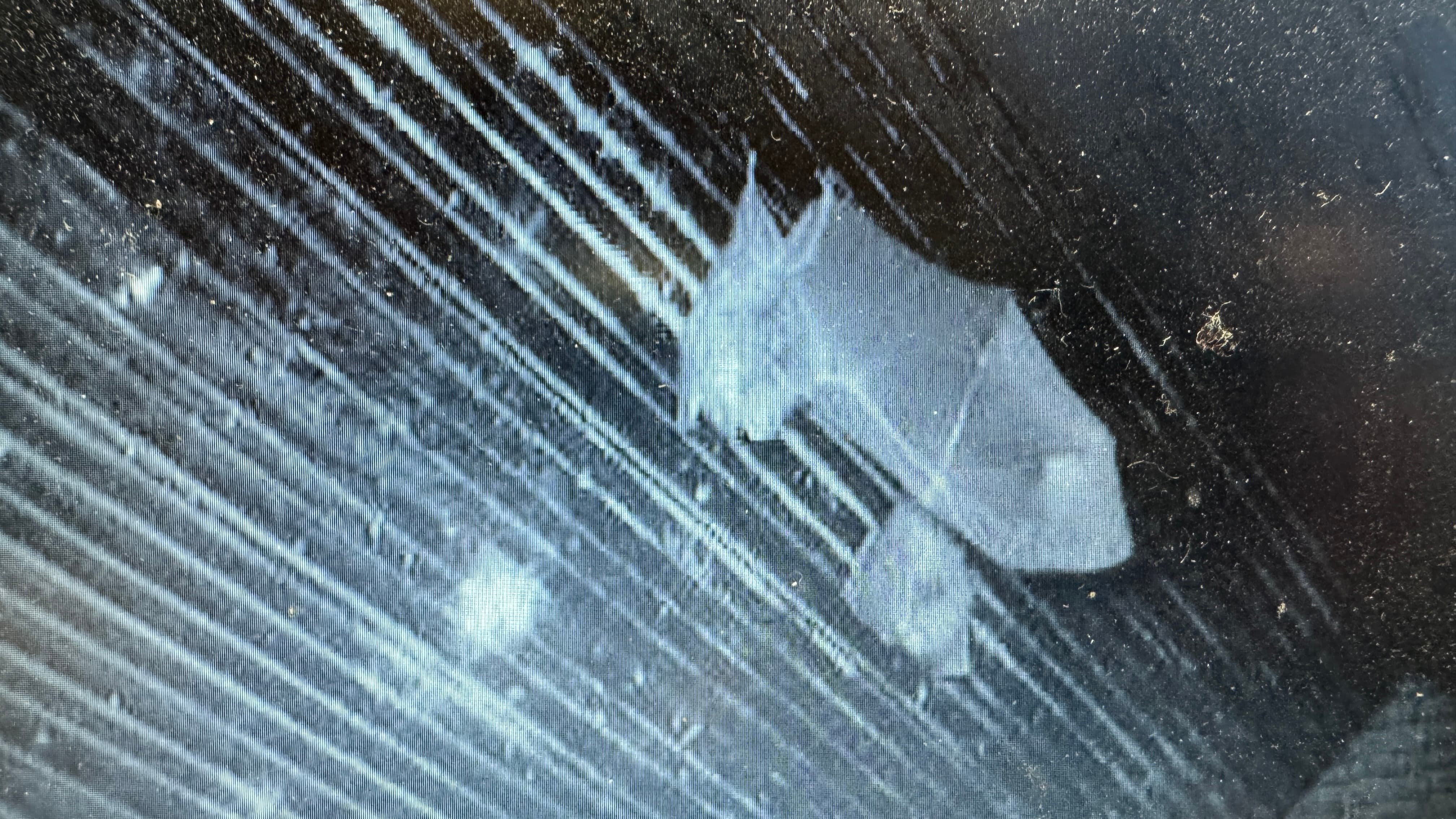 雪霸蝙蝠調查成果豐碩