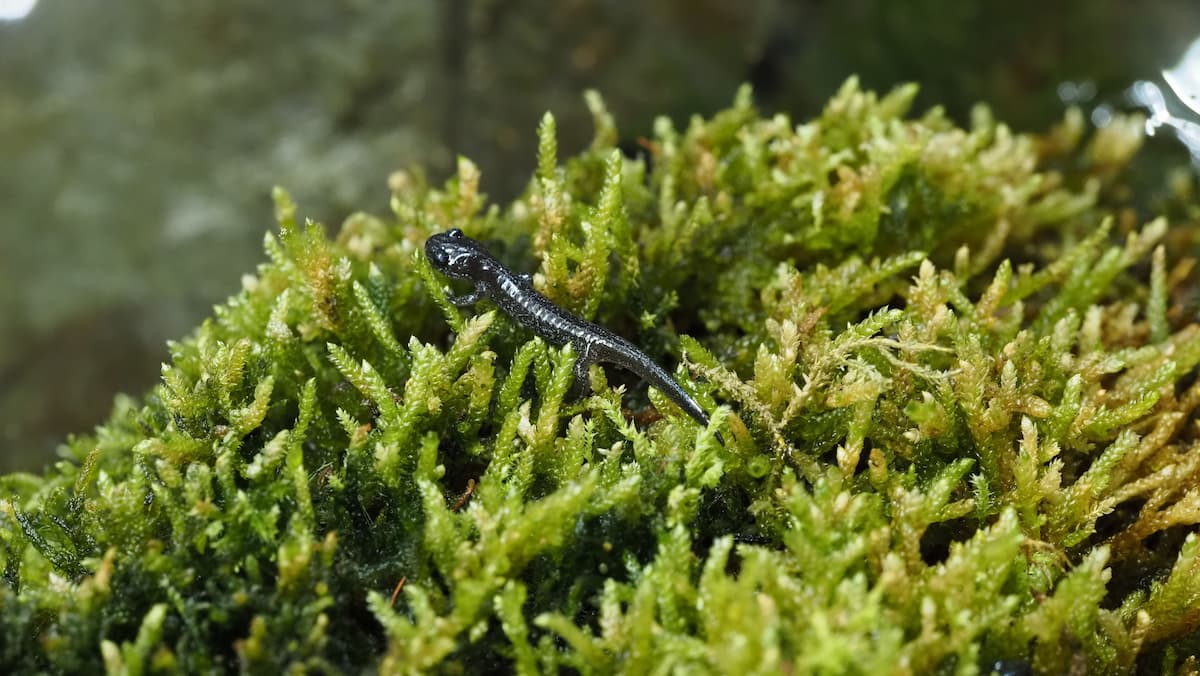 阿里山山椒魚幼體(玉管處提供)