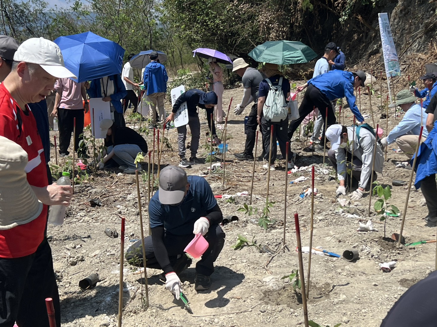 alt-國家公園與萬海航運共同推動半屏山植樹活動 銀合歡移除 原生種回歸 強化半屏山生物多樣性-3