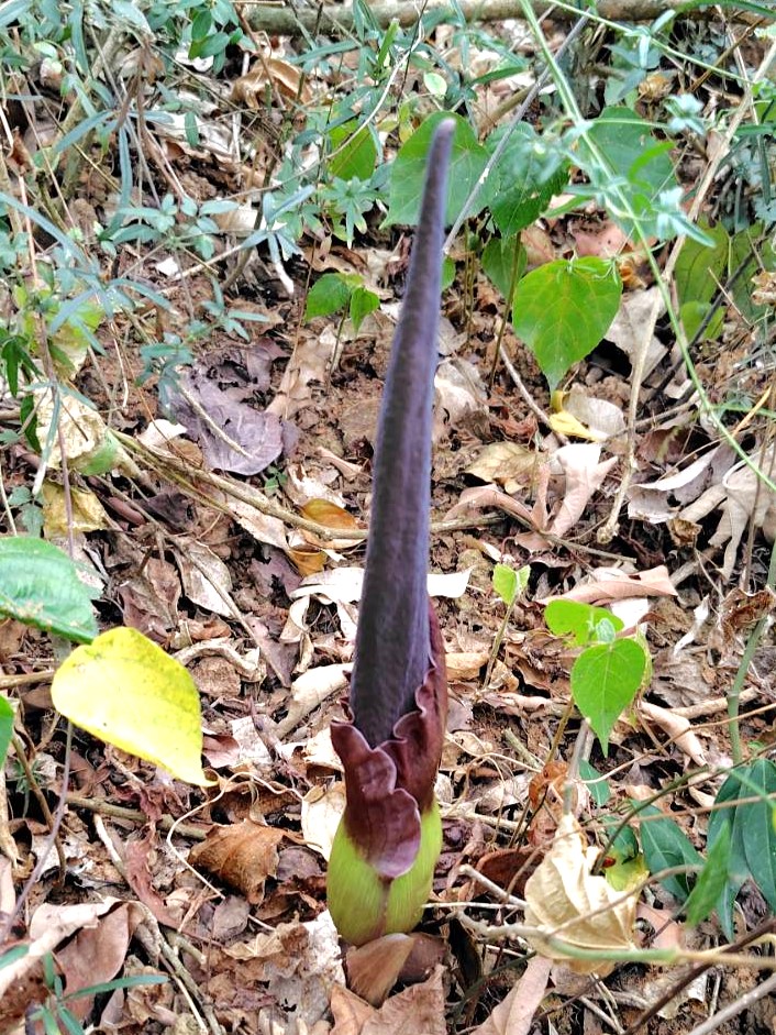 五月中旬，需經春雨才開出的「密毛魔芋」