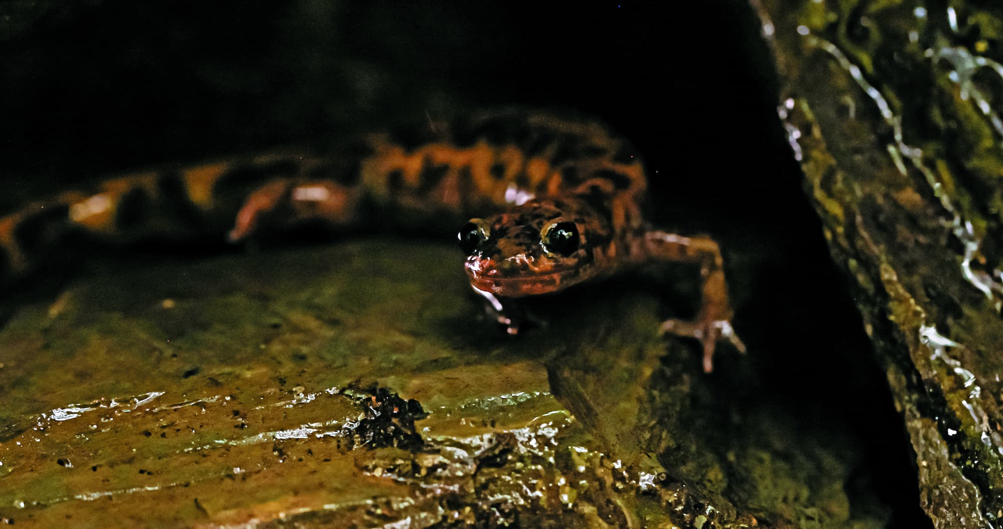 南湖山椒魚，為臺灣5種山椒魚之一，是臺灣體型最大的山椒魚