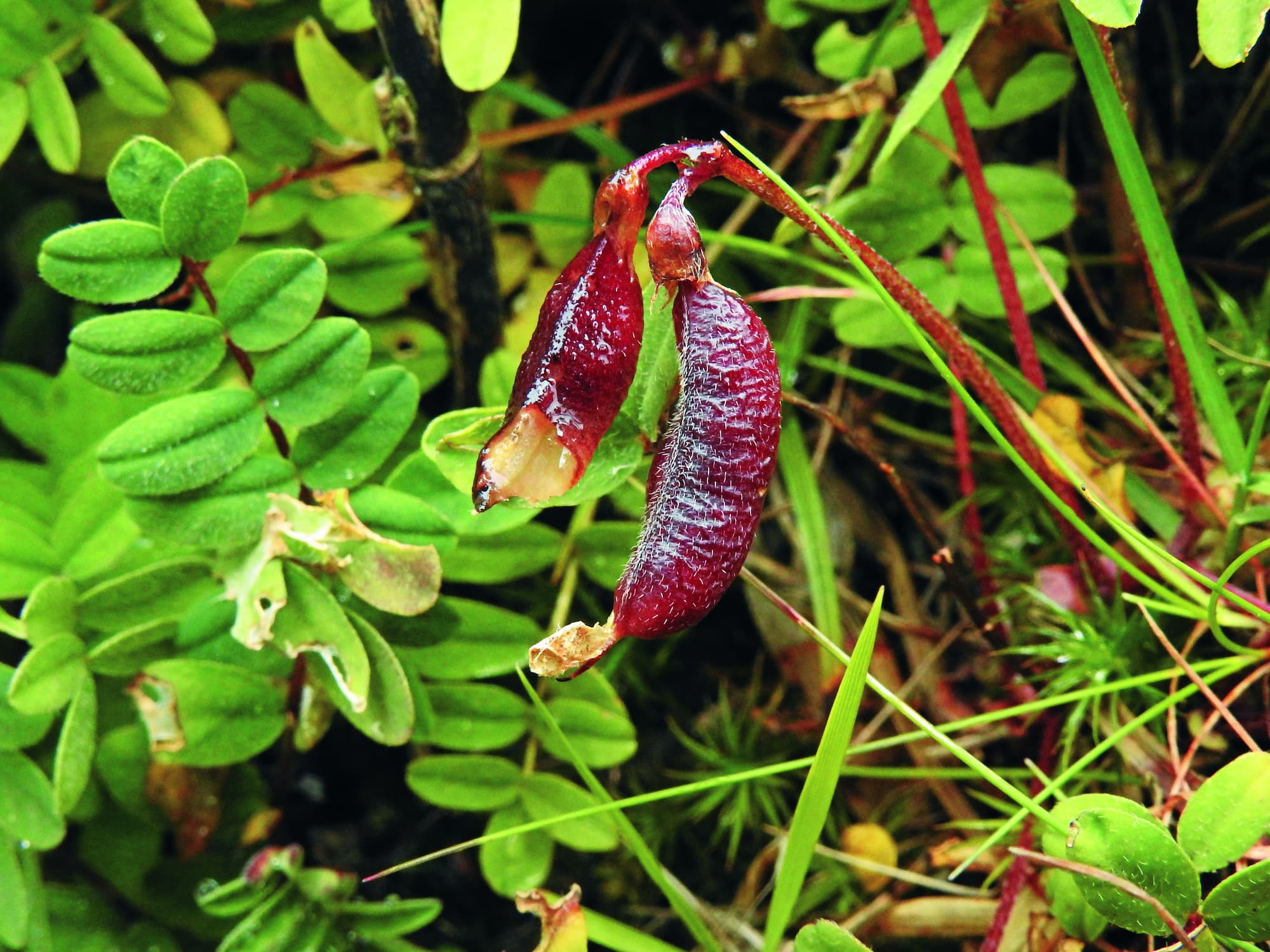 南湖大山紫雲英／張木林 提供