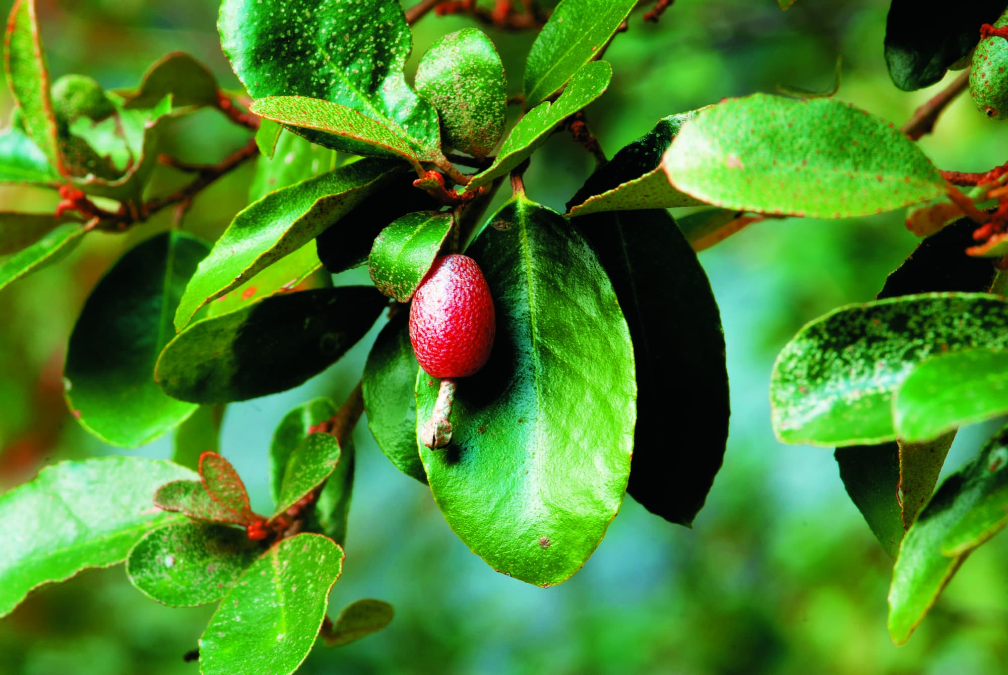 太魯閣胡頹子／張木林 攝