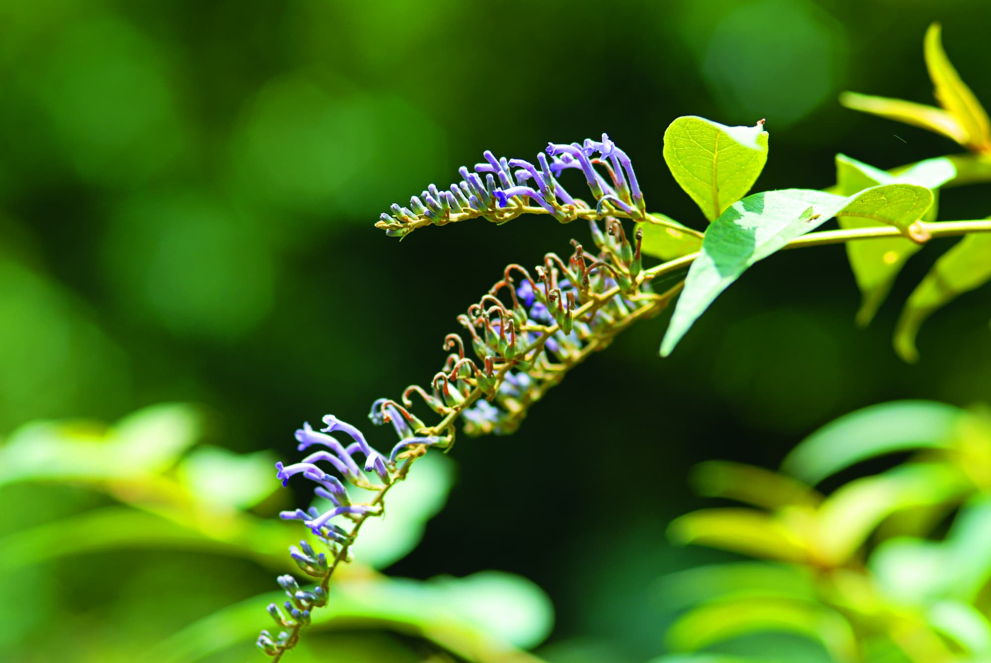 彎花醉魚木／張木林 攝