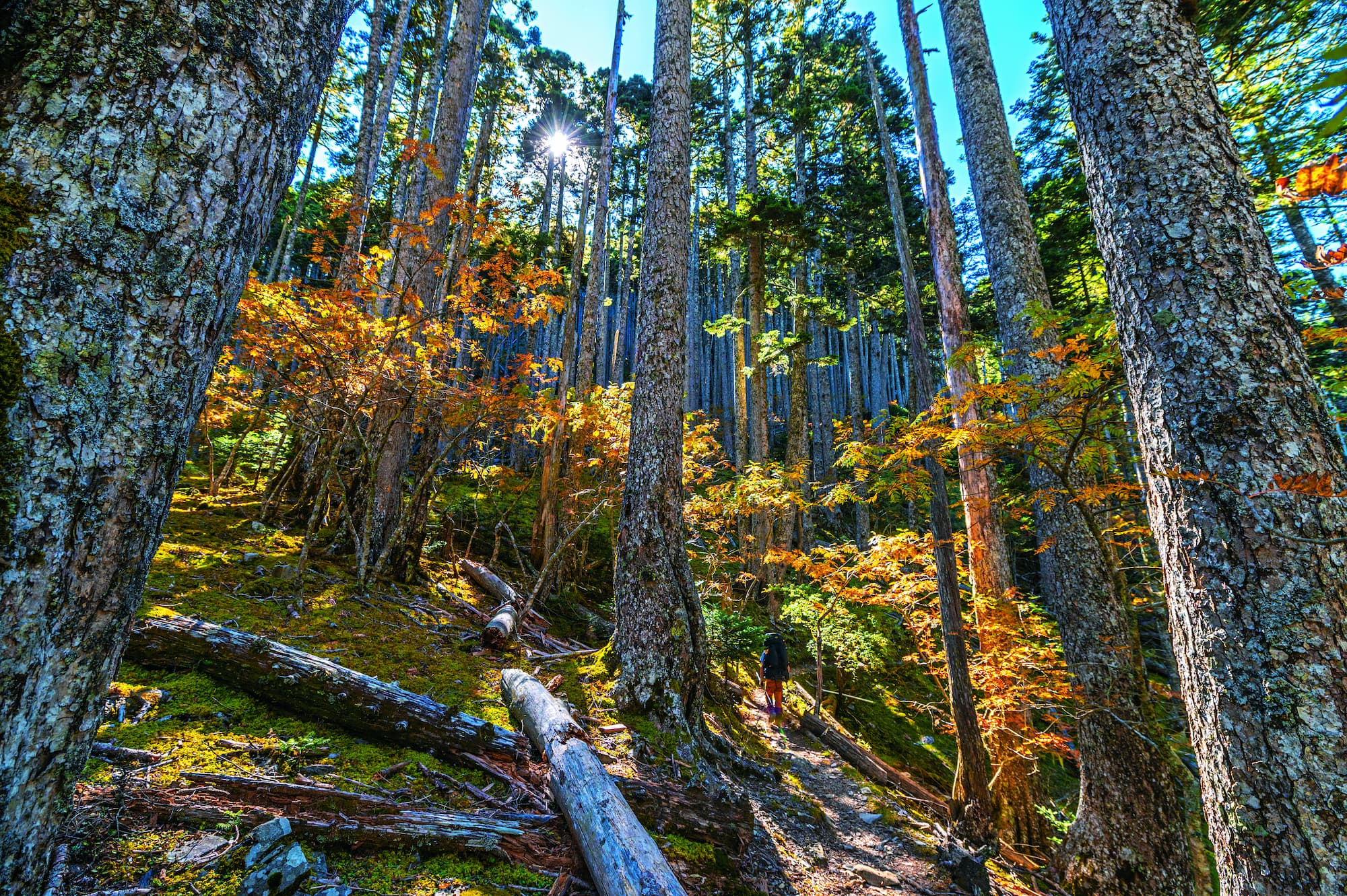 森林是重要的二氧化碳儲存庫／賴錦煌 攝