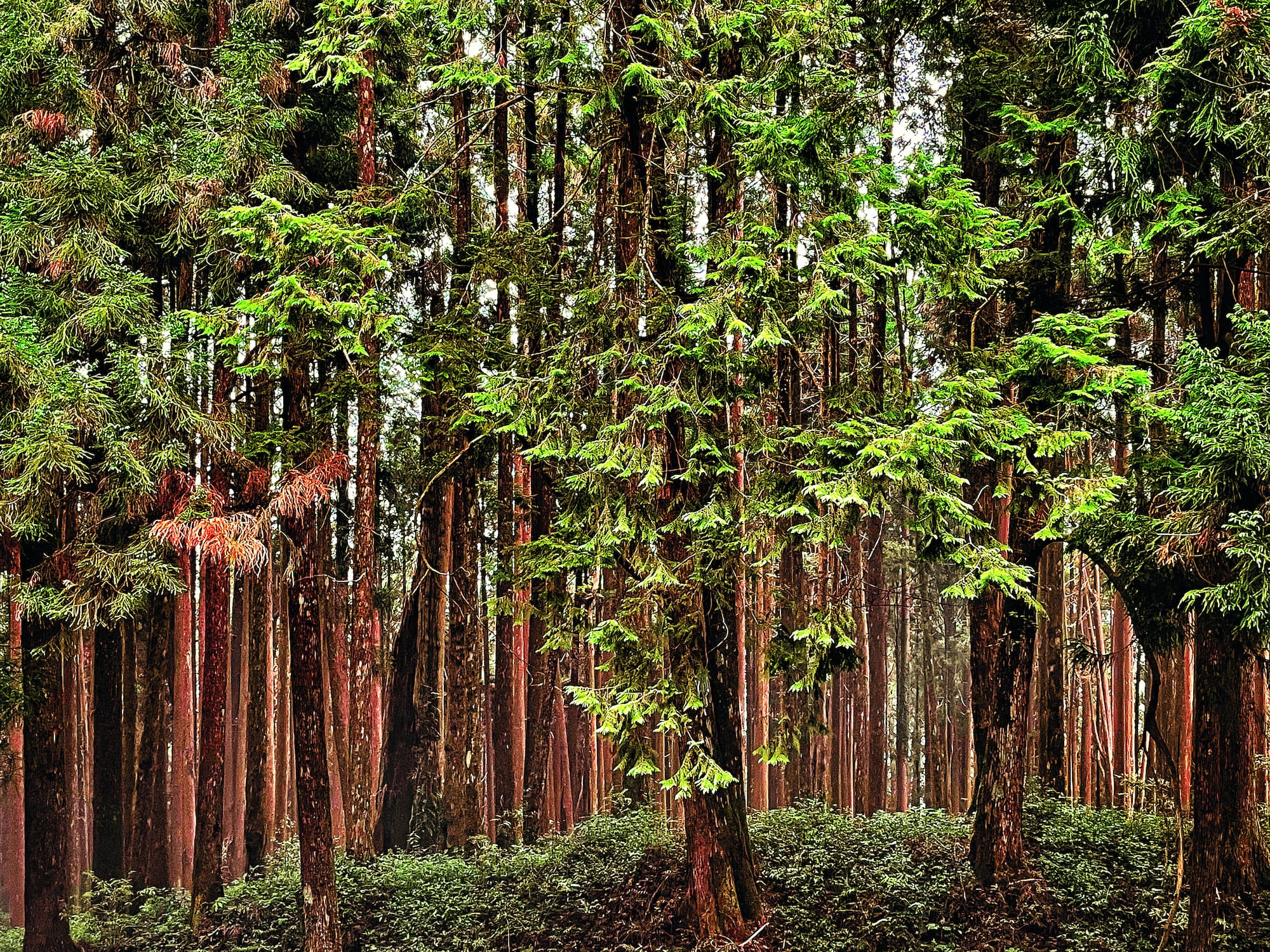 原生林遭砍伐後，另種上以檜木、柳杉等為主的人造林／KUO CHENG CHEN 提供（iStock）