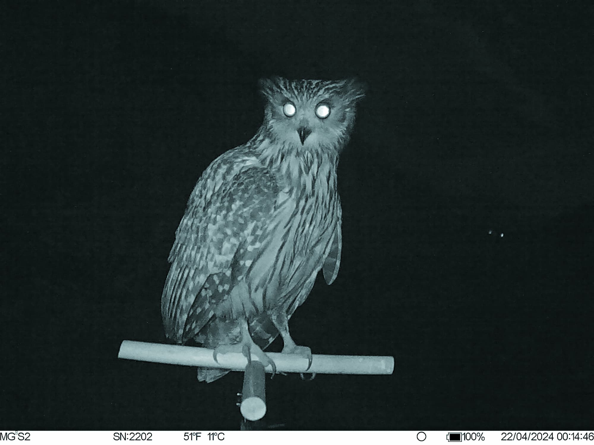 雪霸國家公園 黃魚鴞／雪管處 提供