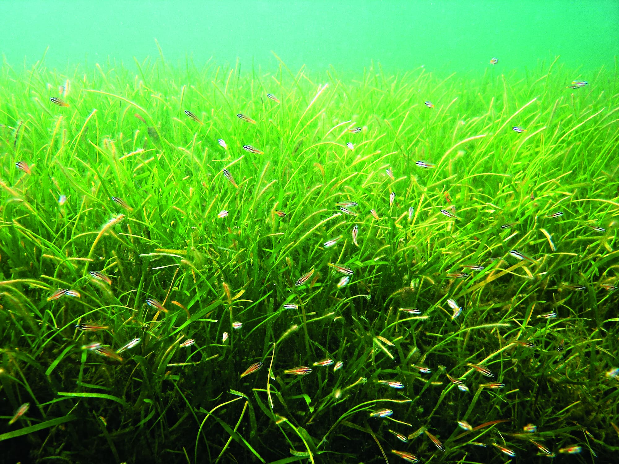 東沙環礁區域的海草床，是未來自然碳匯調查重點之一／海管處 提供