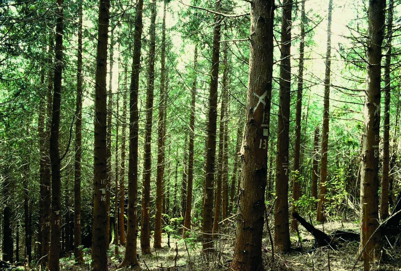 林區疏伐前後之比較／邱祈榮 提供