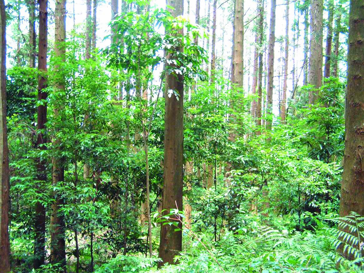 林區疏伐前後之比較／邱祈榮 提供