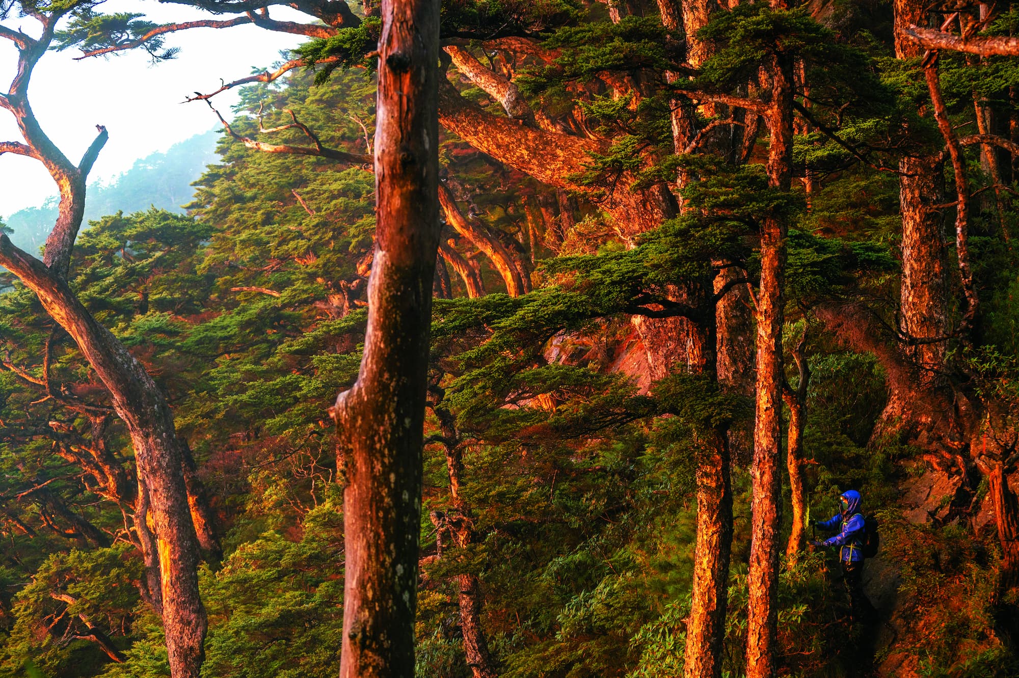 一座森林的養成、復育，非一蹴可幾／賴錦煌 攝