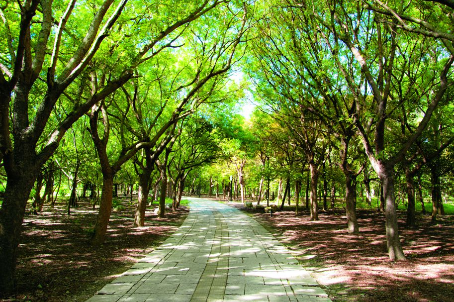 都會中的公園綠地是有助於減緩熱島效應的城市綠肺，圖為高雄都會公園