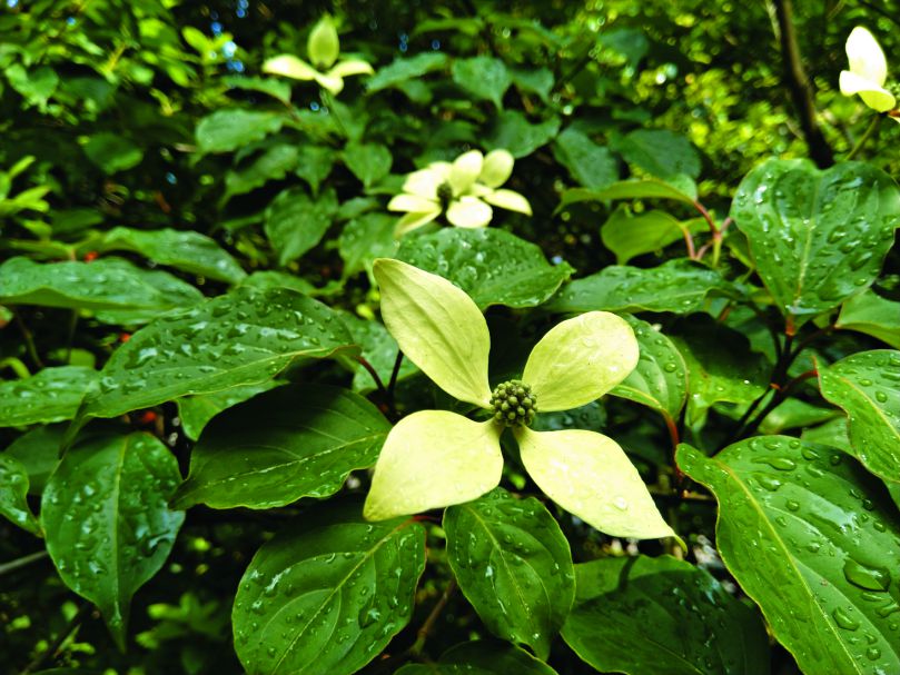 四照花落葉小喬木由於族群數量稀少，結實率與自然更新效率低／陽管處提供