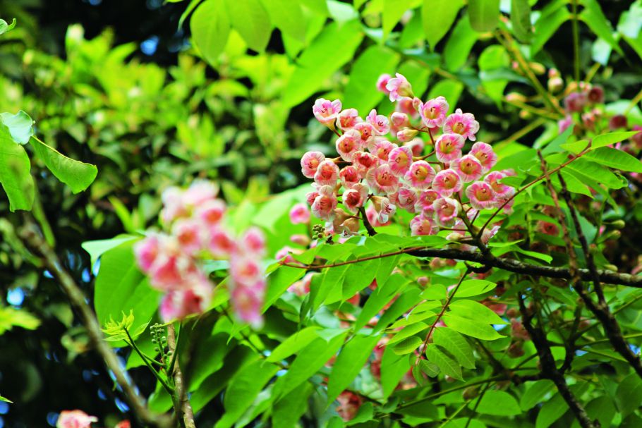 族群數量稀少的鐘萼木，屬於演替早期的先驅樹種／陽管處提供