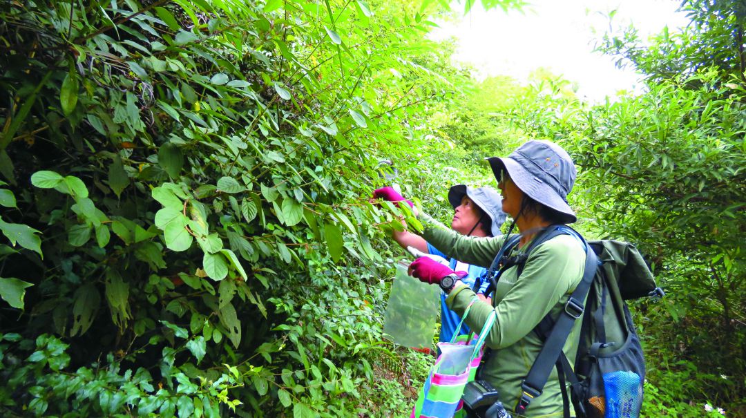 進行物候調查，採集野生種子／臺灣山林復育協會 提供