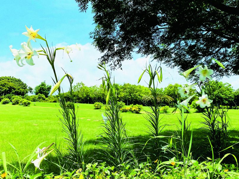 臺中都會公園賞月廊道旁的臺灣百合花圃，6月底、7月初為最佳賞花期／臺灣山林復育協會 提供