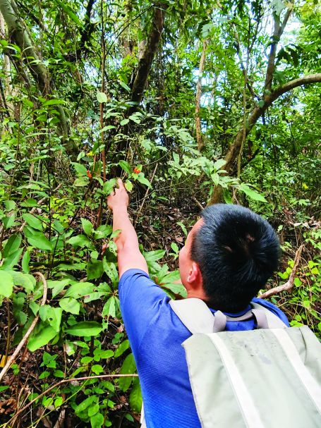 ①採集在地野生種子，為森林補充種源，例如香楠、菲律賓榕、三斗石櫟、降真香、薄葉嘉賜木、狗花椒等，都是大肚山的原生樹種。