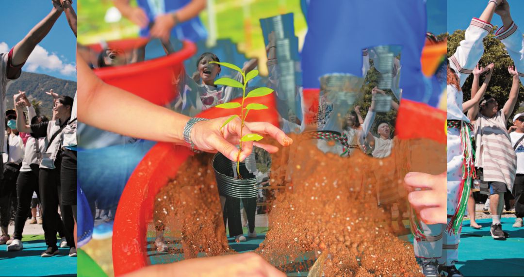 ②將野生種子培育成樹苗。