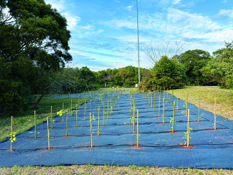 ③將20、30種，約100棵樹苗（即母樹）混合種植為樹島，透過鄰近的樹島達到生物多樣性