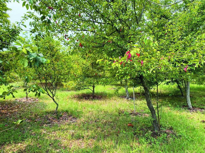 ④待母樹的種子散逸，萌發出野生樹苗⑤加速森林演替，恢復自癒力的森林就有能力自然更新。