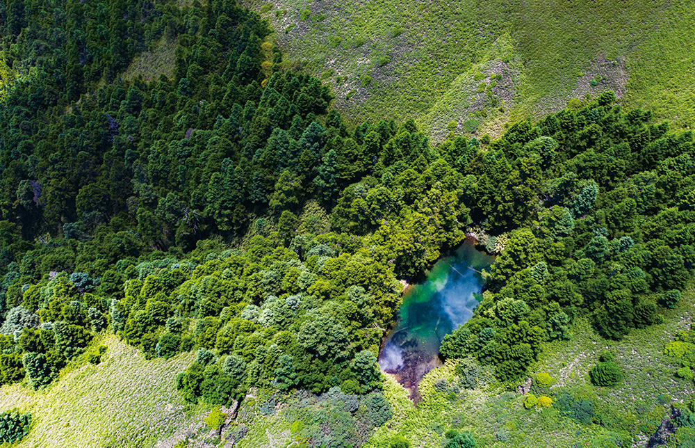 從吸碳、保存碳到替代碳，森林蘊含無窮潛力／賴錦煌
攝