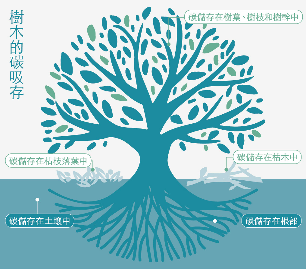 樹木的碳吸存