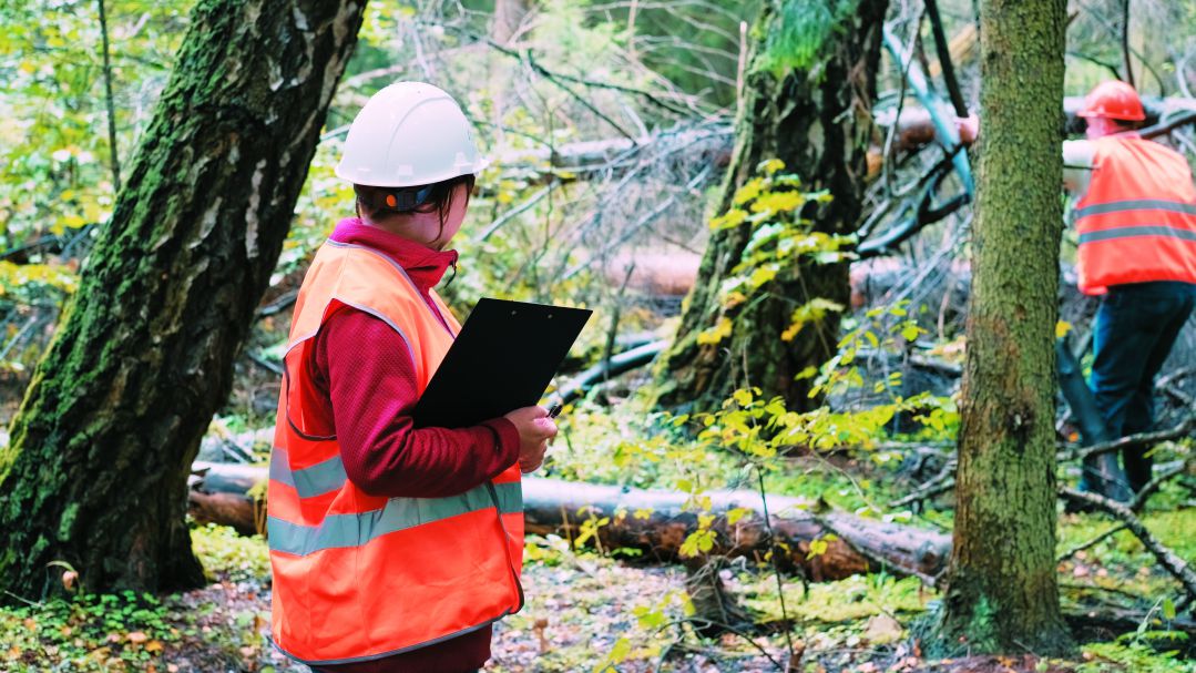 透過適當的森林管理，才能維持森林韌性，穩定碳匯效益／ Mikhail Mironov 提供（iStock）