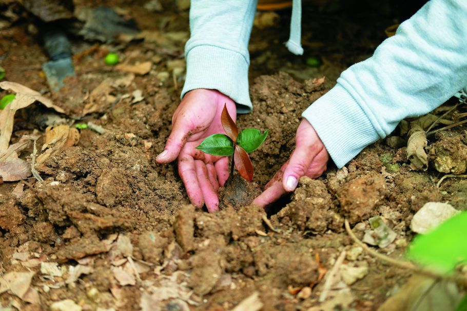 選用永續木材產品、認養森林、支持社區植樹計畫，都是參與森林碳匯的行動／BrendoBoyose提供