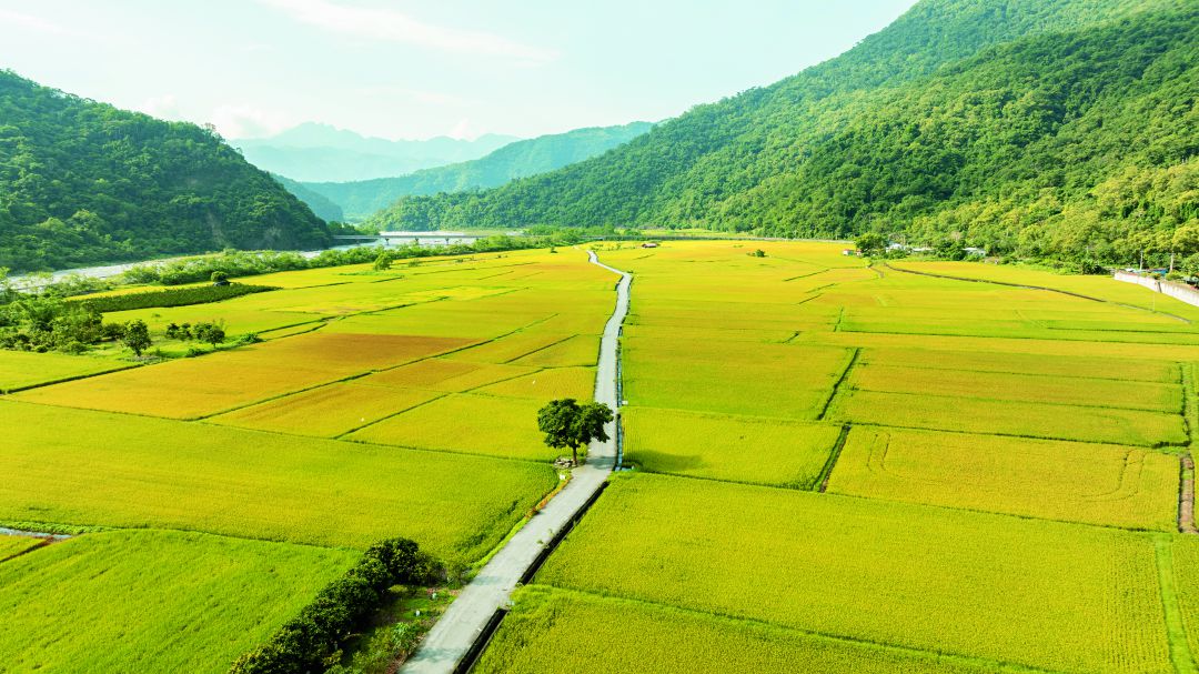 緊鄰玉山國家公園南安遊客中心的稻田，轉型有機後再現生態活力