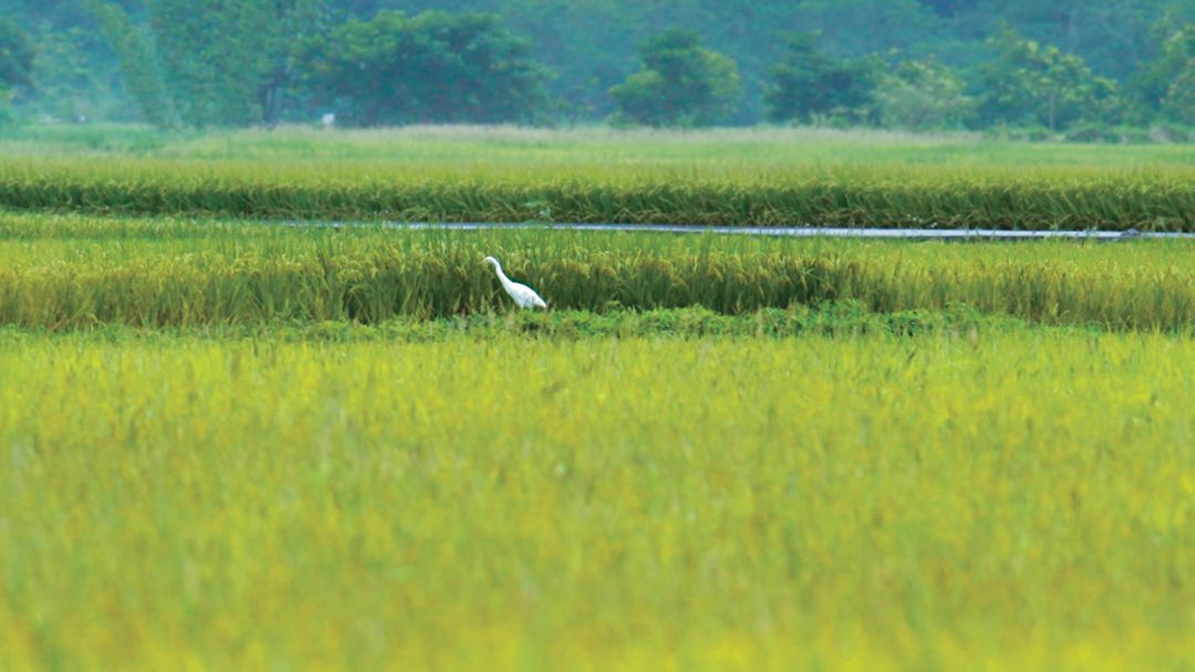 在南安田間不時可見野生動物出沒