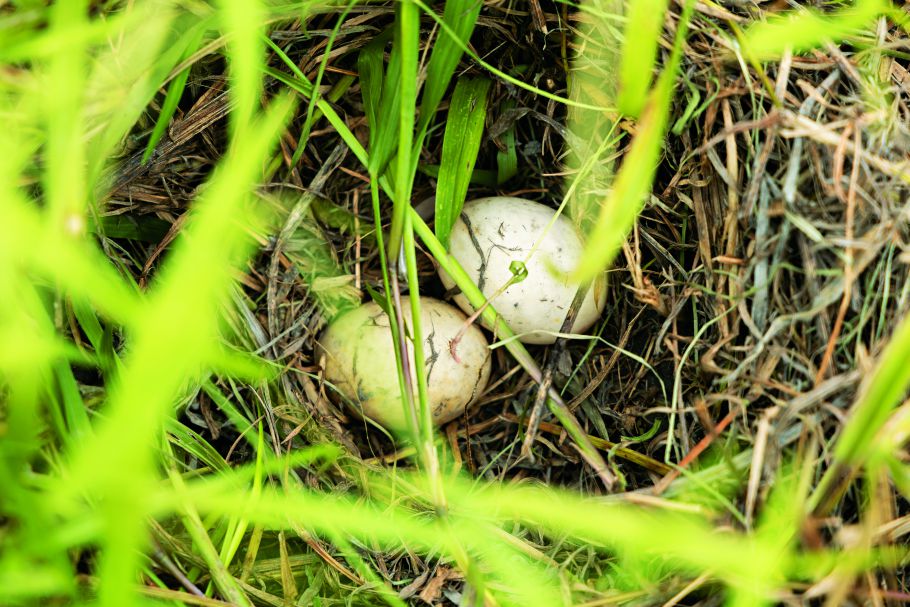 南安有機田裡發現即將誕生的新生命