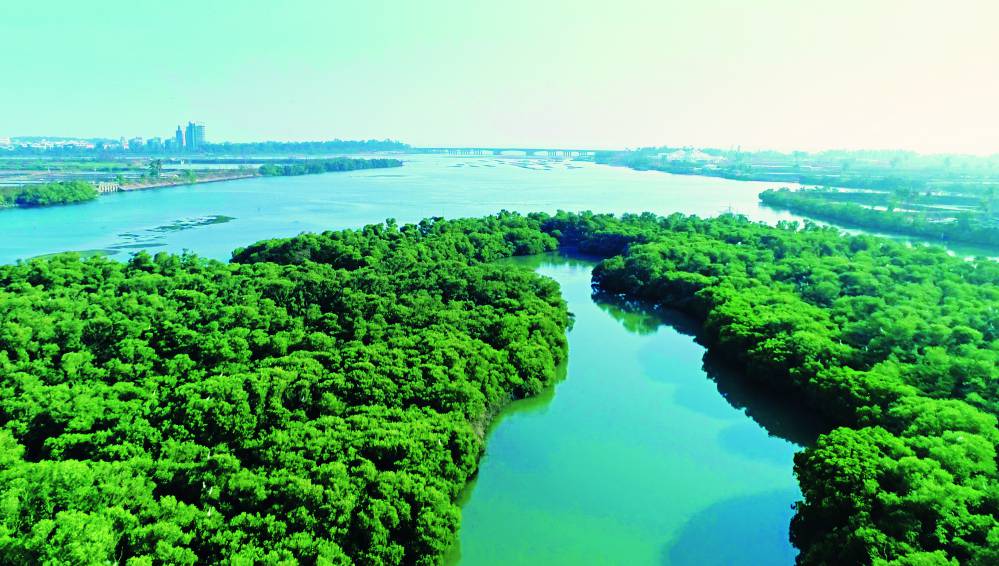 四草湖擁有完整的海茄苳、紅海欖、欖李等紅樹林植群／台管處 提供