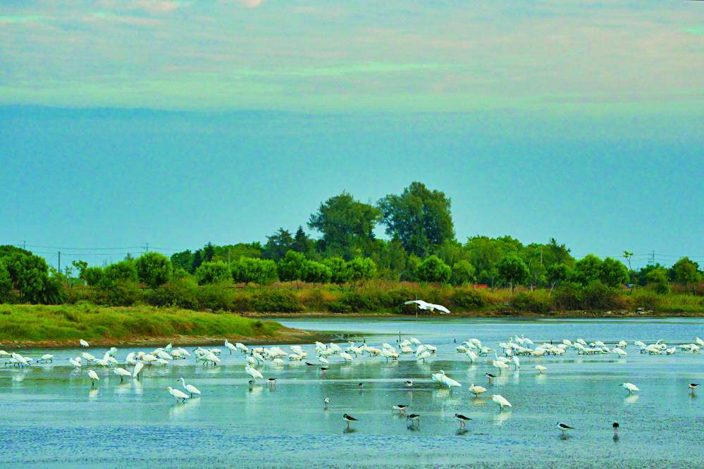 許多人對濕地的認識，從賞鳥開始／CHAO-FENG LIN 提供（iStock）