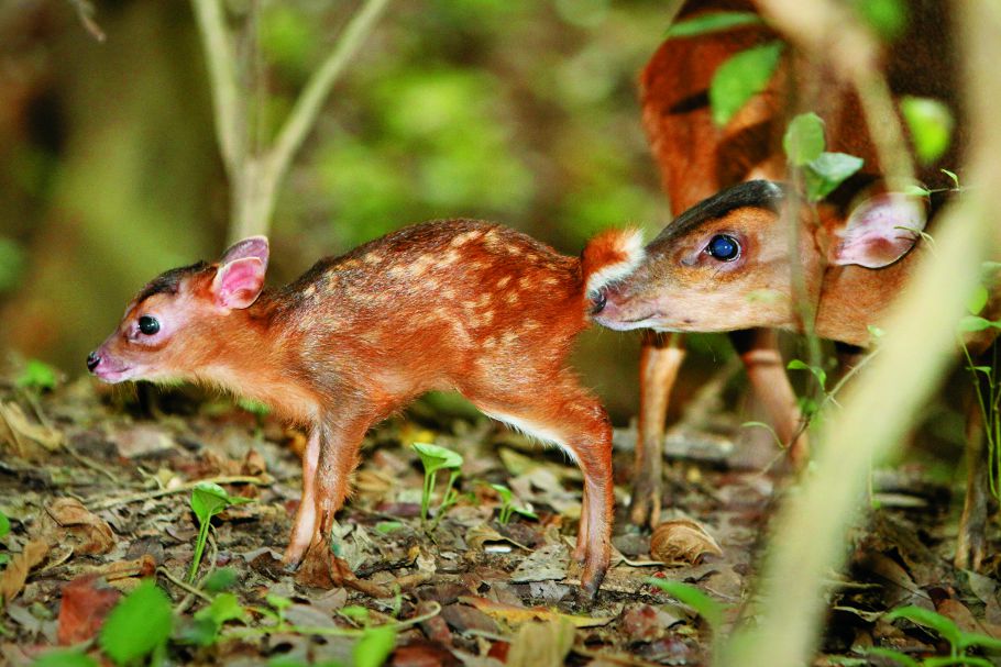 在壽山活動的山羌數量估計剩餘不到百隻，面臨區域滅絕的危機