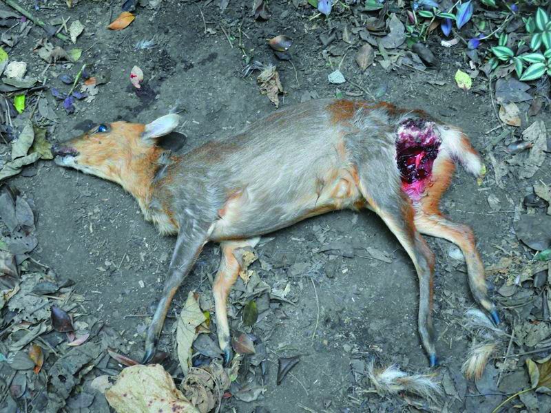 受追趕而僵直死亡的山羌身上出現遭撕咬的傷口