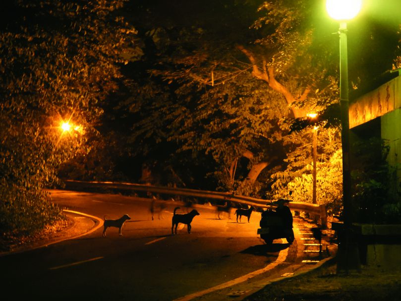 壽山地區日夜皆可見遊蕩犬成群出沒