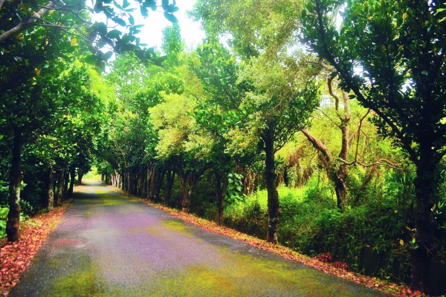 漫步追憶古道情