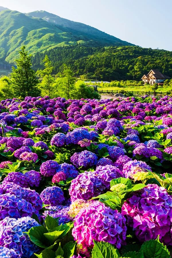 Purple Blooms Dance Across Mountains
