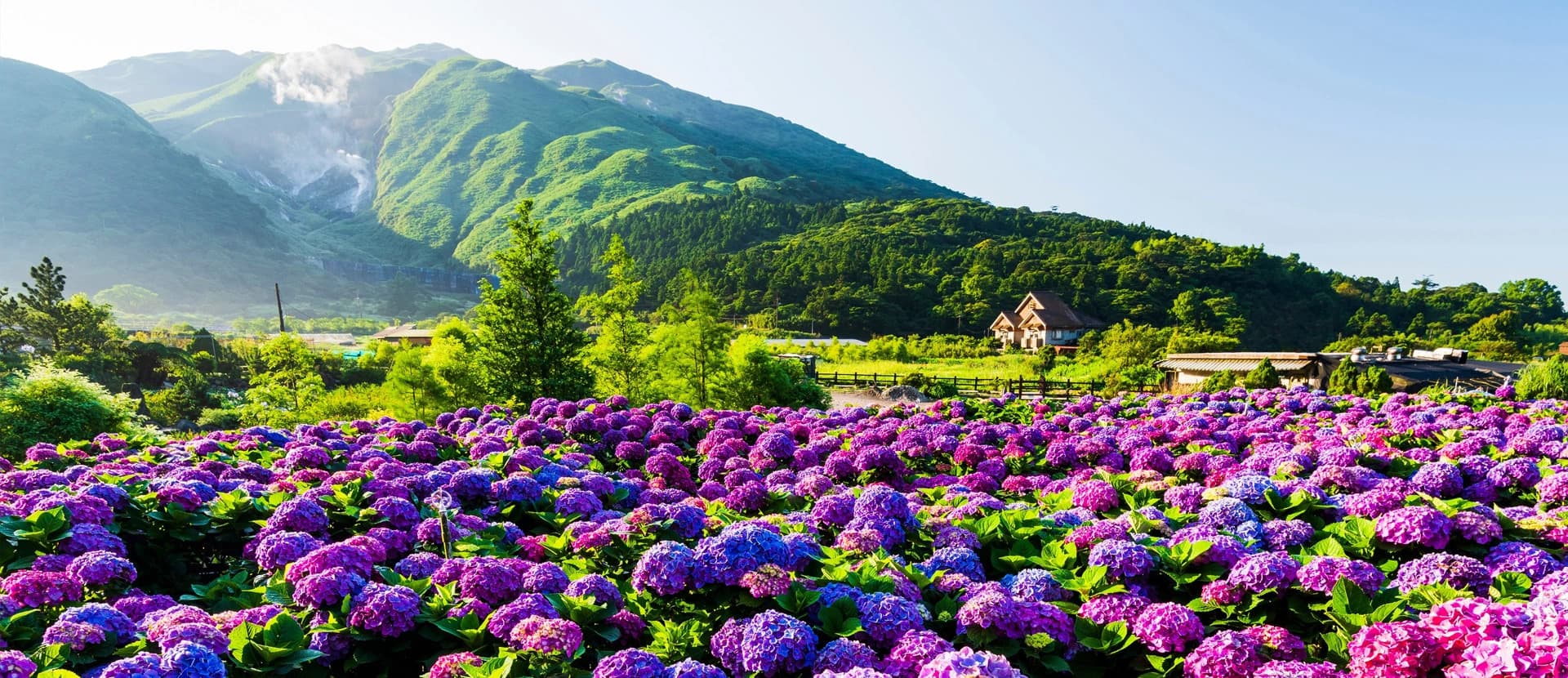 Purple Blooms Dance Across Mountains