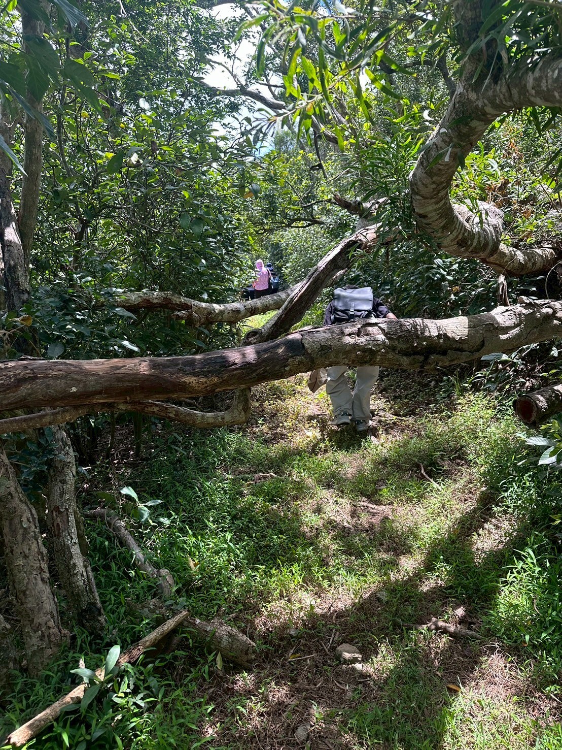 原始環境常常在颱風後出現許多路倒樹/墾管處提供