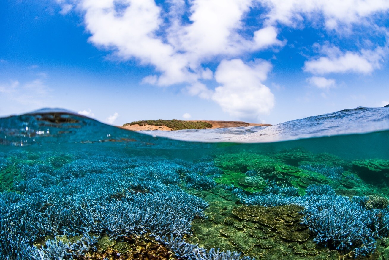 東嶼坪嶼海面下的大片珊瑚礁，瑰麗豐富宛如薰衣草森林/海管處提供