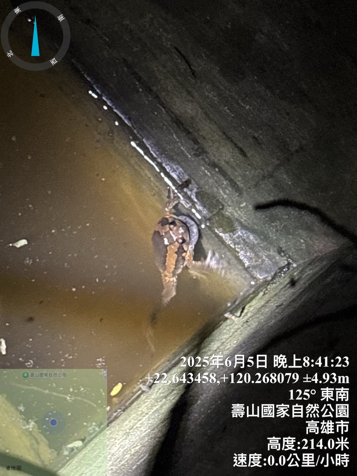 alt-060903_亞洲錦蛙通常出現在水溝等有水的環境