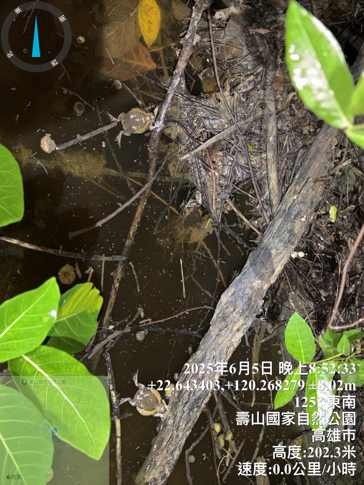 南壽山七蔓站一處積水近期發現遭亞洲錦蛙入侵